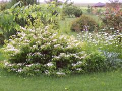 Viburnum plicatum
